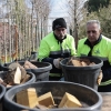 Konak’ta Budanan Ağaçlar Yürekleri Isıtıyor