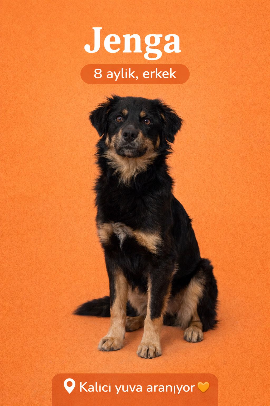 🐾 Jenga yuvasını arıyor 🐾