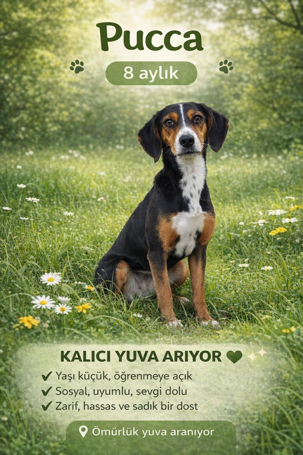 Merhaba, ben Pucca 💚