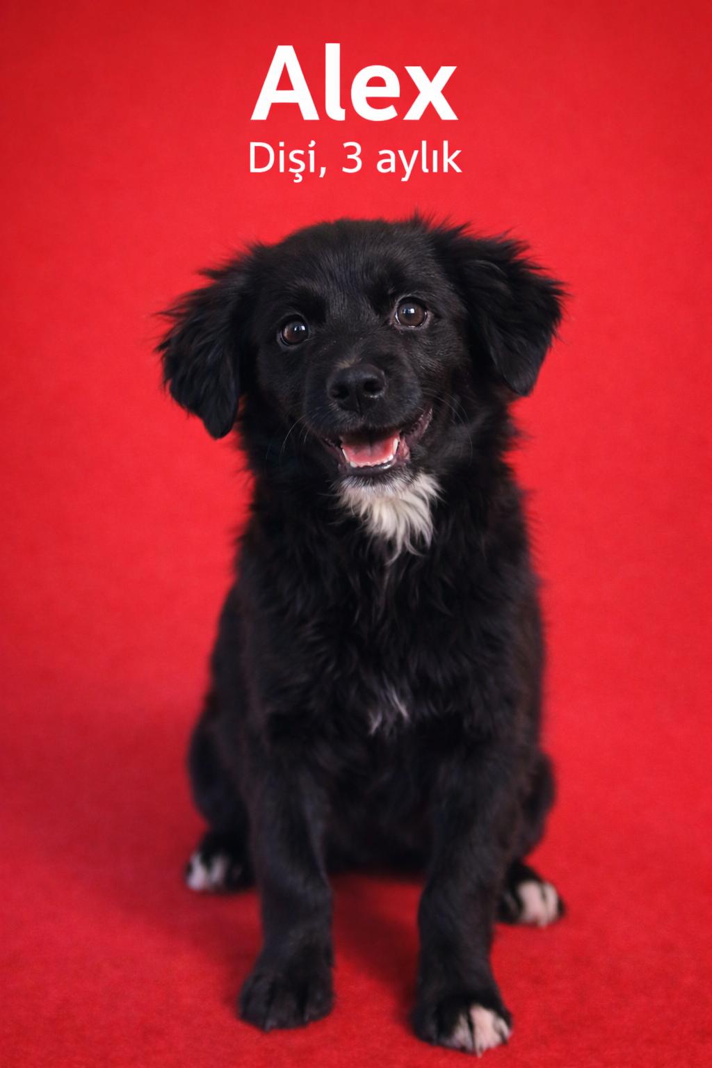 Merhaba, ben Alex 🐾